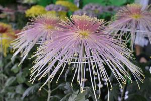 菊３