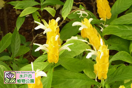 パキスタキスルテアの画像