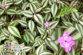 トラディスカンティアゼブリナの画像