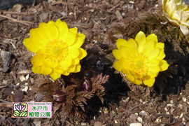 フクジュソウの画像