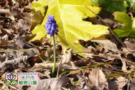 ムスカリアルメニアクムの画像