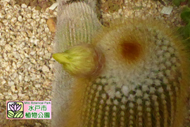キンコウマルの画像