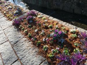 冬の花壇