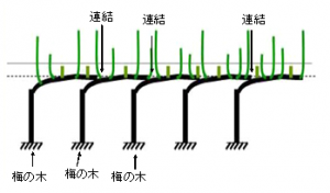 ジョイント仕立ての構造