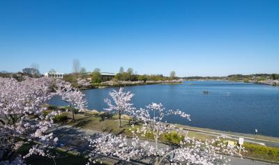 千波湖の桜１