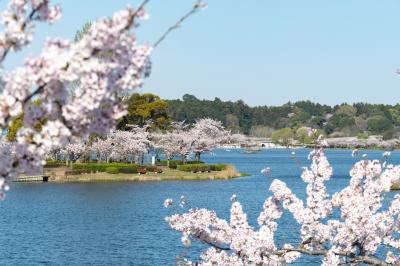 千波湖の桜２