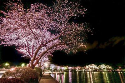 桜のライトアップ