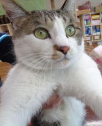 譲渡猫34顔写真②