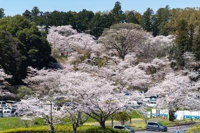 桜山
