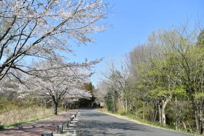 森林公園