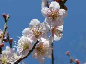 春日野