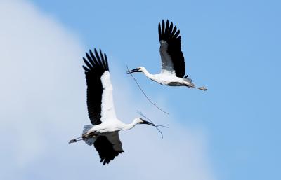 コウノトリ写真
