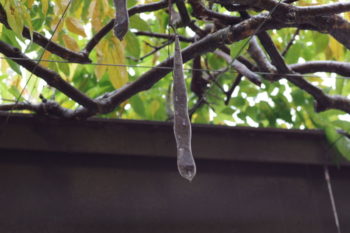 フジの実の画像
