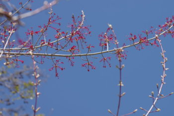 ハナノキ 雌花の画像