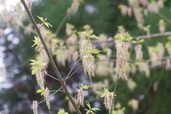 ネグンドカエデ 雄花の画像