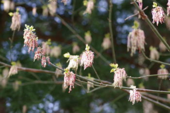 ネグンドカエデ 雄花の画像
