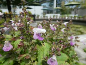 アキギリ