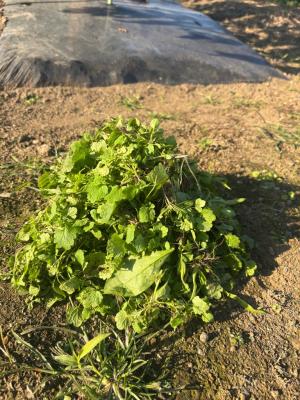 抜いた雑草の山の写真