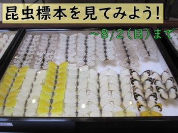 昆虫標本を見てみよう!の画像