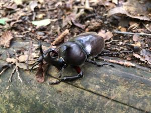 カブトムシ