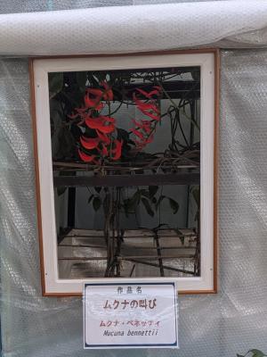 ムクナ