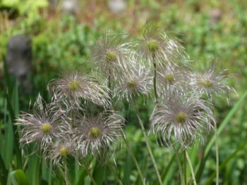 オキナグサ(花後)の画像