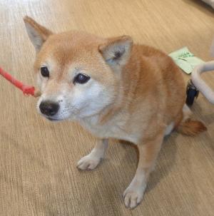 公表177②