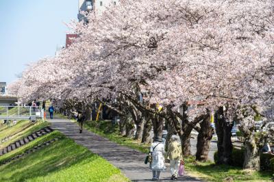 桜川