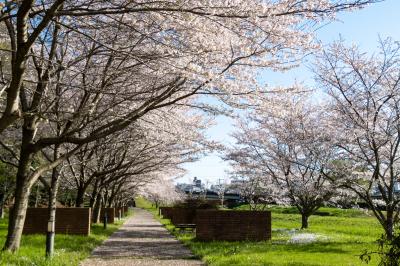 逆川緑地