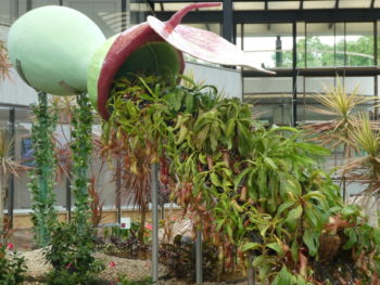 花の滝(ウツボカズラ)の画像