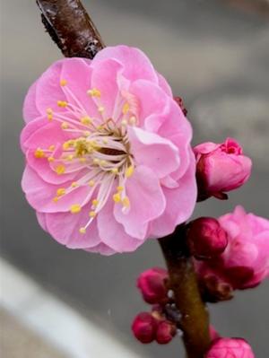 梅