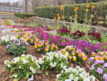 春花壇(ベニジュームなど)の画像