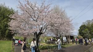 桜