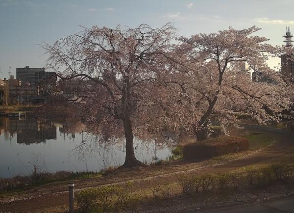 千波湖桜