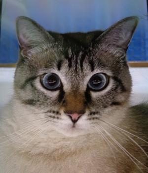逸走猫3顔写真