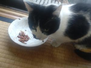 逸走4猫顔写真