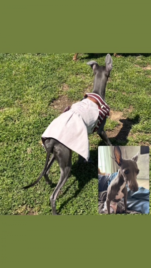 逸走5犬写真