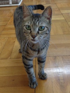 譲渡猫42写真①
