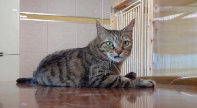 譲渡猫43写真②