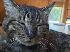逸走猫情報14_3