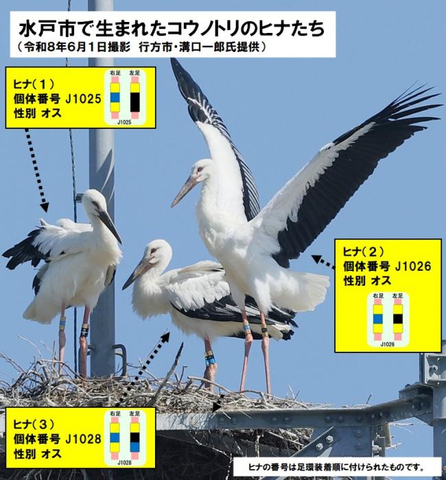 ヒナ３羽
