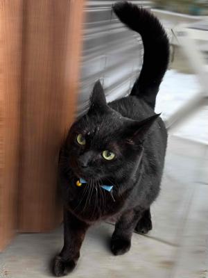 逸走22猫1