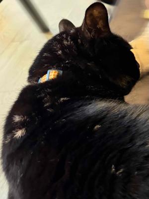 逸走22猫2
