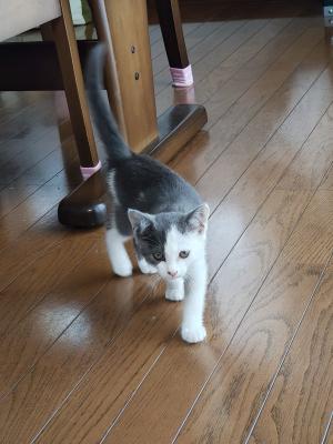 猫