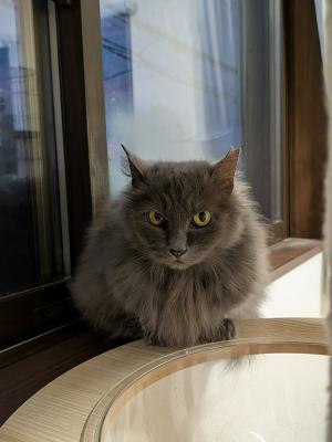 逸走猫情報27_1