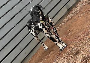 逸走28犬1