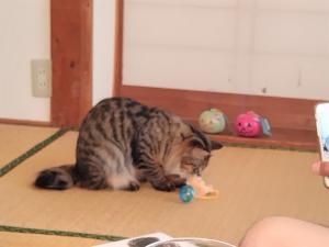 逸走猫6_2