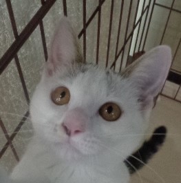 譲渡猫20顔写真