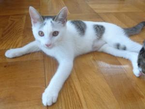 譲渡猫20全身写真