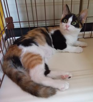 譲渡猫23全身写真